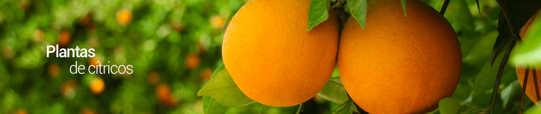 citricos-los-vinedos-PERU-1