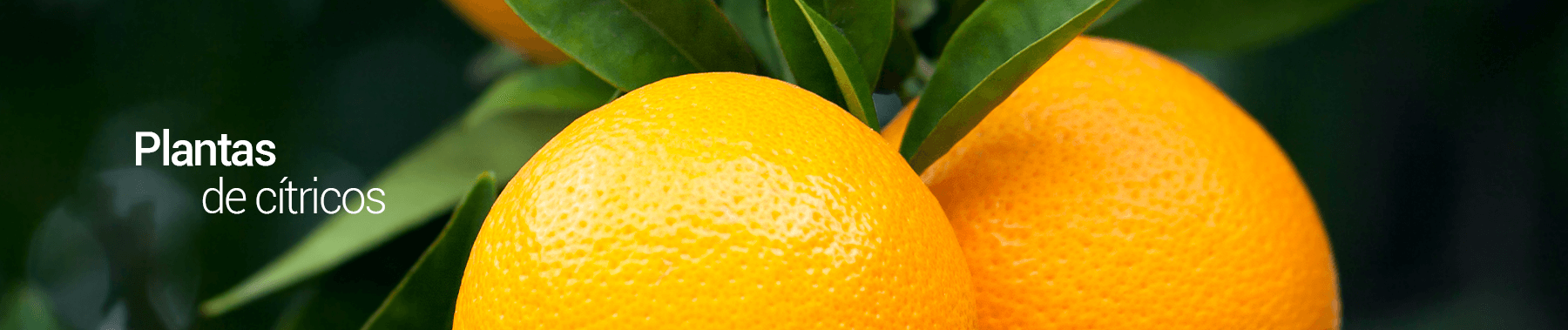 citricos-los-vinedos-PERU-2