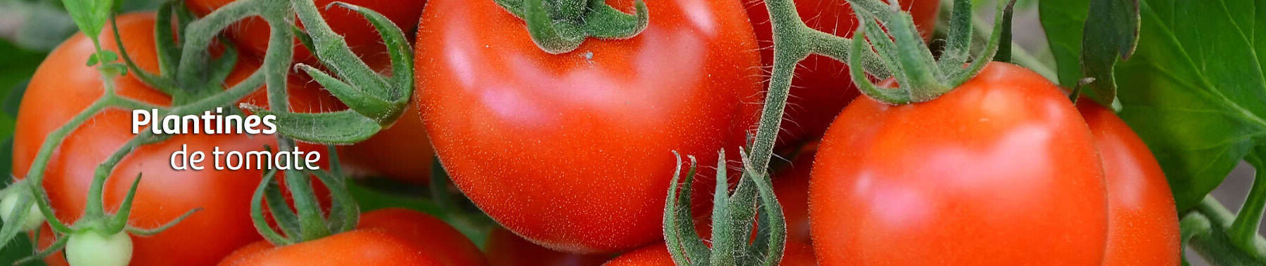 tomates-vivero