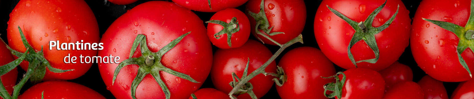tomates-vivero-2